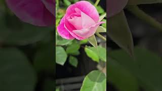 Australia🇦🇨💖World's Most Gorgeous Pink Rose😍🌹#music #flowers #garden #nature #shortsviral #Sydney💓