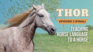 Episode 3 (final): teaching Thor horse language