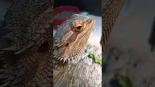 Adorable Bearded Dragon!