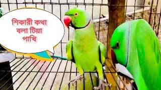 Amazing talking parrots | Exotic birds | kotha bolla Tiya pakhi | Beautifull birds | Tiya pakhi