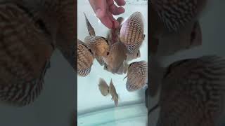 Discus Besleme #discus #aquarium