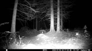 Trail camera mortimers forest