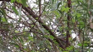 João botina do brejo (Phacellodomus ferrugineigula)