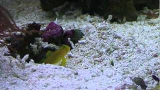 Yellow Watchman Goby and Tiger Pistol Shrimp