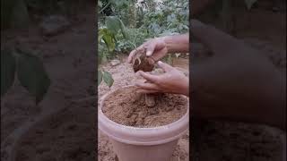 How to grow Ginger | Ginger Plantation #diy #gardening