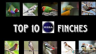 Top 10 Finches