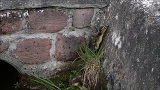 Ducklings first time swim in creek, 2 climb up a wall.