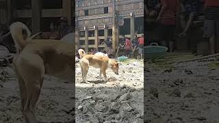 dogs can eat lunh 4 Maret 2024 TORAJA