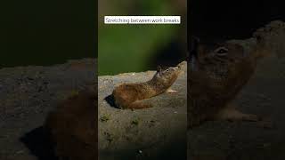 Ground Squirrel stretching for quick break. #subscribe #animals #wildlife #squirrel #shorts #nature