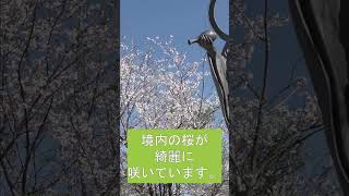 境内の桜がきれいに咲いていました。　北海道岩見沢市善光寺