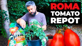 Transplanting a ROMA Tomato 🍅 ~ How to #Repot Container #Tomatoes