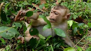 Poor monkey Rojo always finds and do everything by himself | Poor monkey Rojo