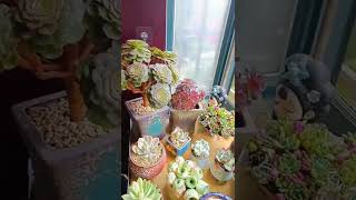 Satisfying Succulent Diy #10