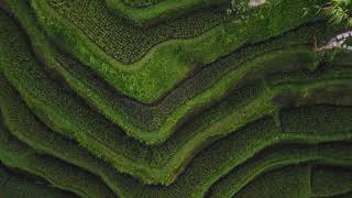 Tegallaland Rice Terrace - Bali