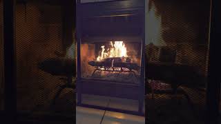 Fire Place & Golden Retriever :)