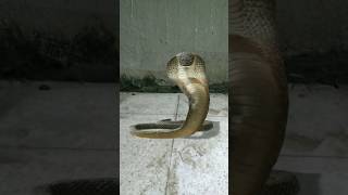 Short viral Snake #viral #shorts