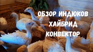 Индюкам Хайбрид Конвертер 1 месяц!