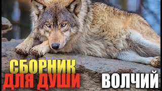 Волчий Шансон - Супер Хиты Блатных Хитов!