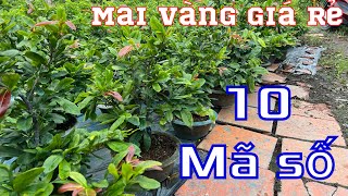 19-10-2023 ☎️0384620997(gặp thắm) mai vàng giá rẻ chơi tết 2024