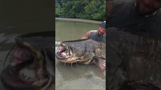 Catch Giant Catfish 🐟 #fishing #viralvideo #trending #subscribe ❤️