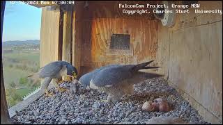 FalconCam 2023 10 02 First hatch, Xavier greets chick with prey