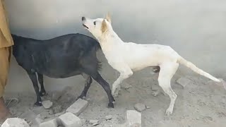 Black goat and dog meeting 1st time