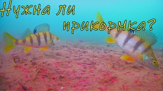 Подводные съемки р. Дон. Ловля леща