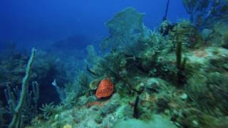 Patillas dive