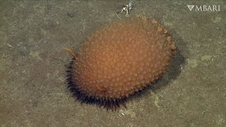 These sensational sea slugs bring some pizzazz to the deep sea