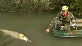 Pecanje na reci Tamiš kod Opova - Pecanje štuke, smuđa, bucova - Varaličarenje | Fishing pike,zander