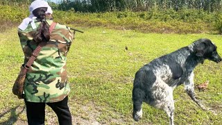 Quail hunting in rice planting area hunting dog / professionals