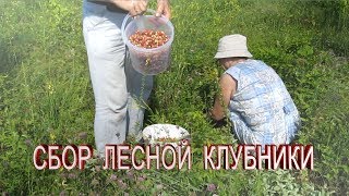 Походы в лес за ягодами .Сбор  клубники. Как собирать клубнику полевую