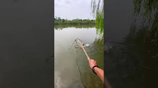 Fishing in jungle with stick 😱😱 #fishing #shorts #viralshorts #fish