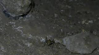 Cave Cricket in a Cave at Cuc Phuong National Park, Vietnam