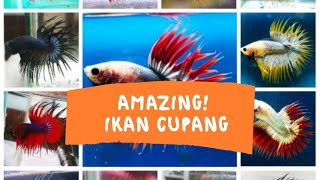 Amazing Ikan Cupang