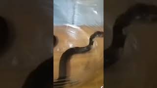 🐍A little mischief with snakes,in Malaysia