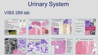 Medical School Histology Basics - Urinary System