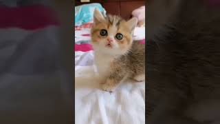 cute kitty 🥰🥰🥰 pls like subscribe share Thanks