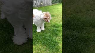 Dog in Slo-Mo #fypシ fypシ #dog #puppy #fun #australianlabradoodle #labradoodles #slomo