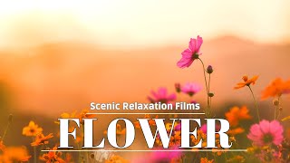 Flower Elegance in 4K Ultra HD - A Visual Symphony of Nature Scenic Relaxation Films - Relax Music