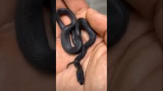 Snake #shorts #cobra #trending #animals #tiktok #2021 #pet #viral #status #compilation #snake #oddly