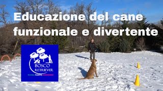 Corso Educazione del cane funzionale e divertente