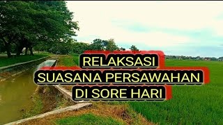 Relaksasi suasana persawahan di sore hari. https://youtu.be/FCs-fbU5yr4