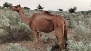 desret camel