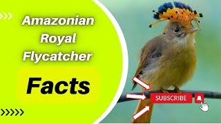 Amazonian Royal Flycatcher Facts