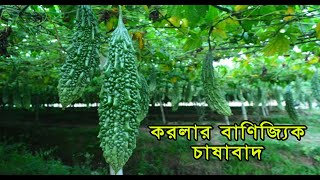 নিরাপদ বিষ মুক্ত (করলার বাণিজ্যি চাষাবাদ) - Safe Toxic Free (Commercial Cultivation of Bitter gourd)