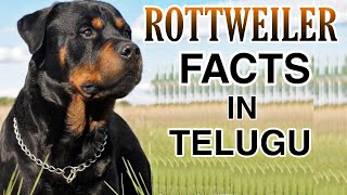 ROTTWEILER DOG FACTS IN TELUGU | Taju Logics