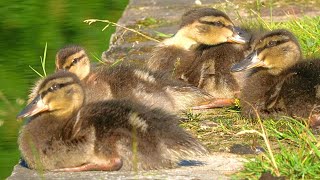 Close-up of the 7 Ducklings Taking It Easy [4K] Mallard Ducks