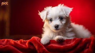 TV for Dogs | Deep Sleep Relaxation Melodies to Calm Your Dog | Chill Your Dog Out - Dog Music