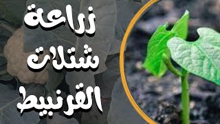 طريقة زراعة شتلات القرنبيط فى المنزل